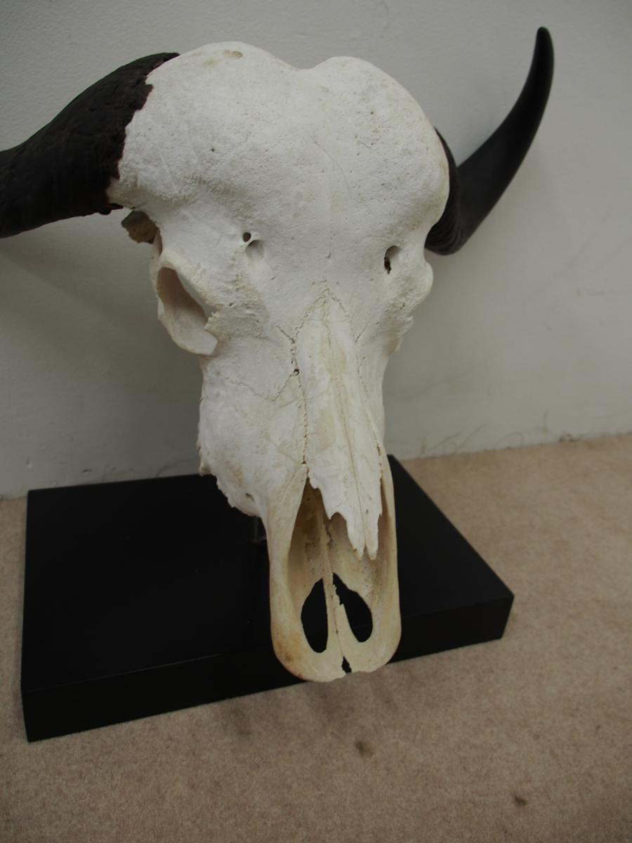 Water Buffalo Skull and Horns - Georgian Antiques